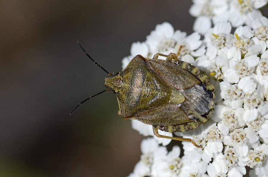 Pentatomidae: Carpocoris melanocerus del Trentino (TN)